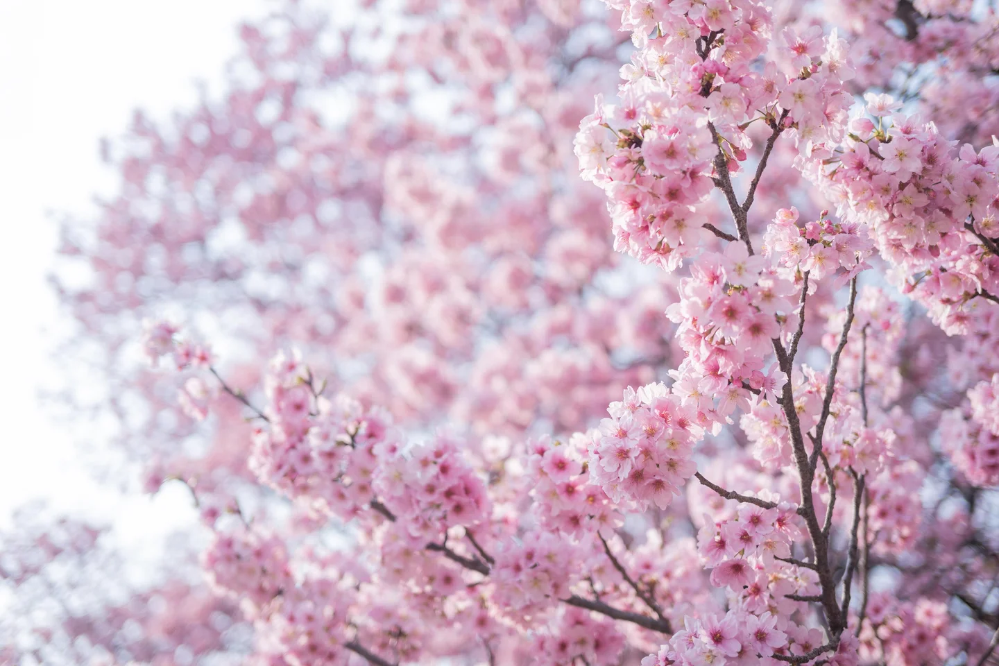 ElyEE子 - April Set B 2025 [30P,1V-33MB] 029.webp