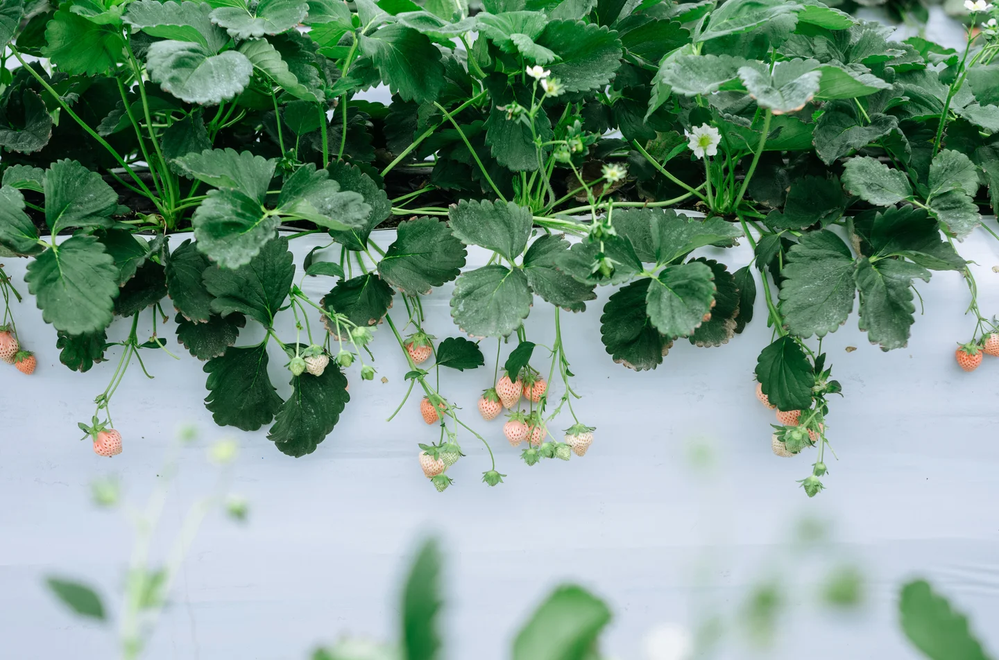 ElyEE子 - Strawberry Picking Date [34P2V-135MB] 【丝足阁写真】019.webp
